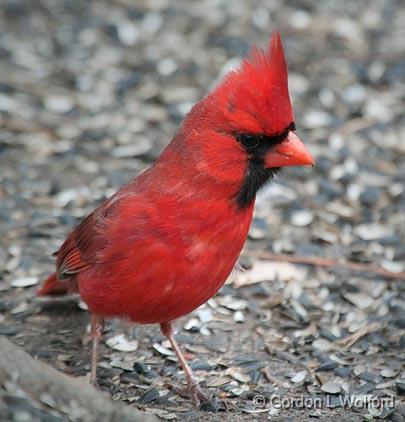 Cardinal On The Ground_24785.jpg - Northern Cardinal (Cardinalis cardinalis) photographed at Ottawa, Ontario, Canada.